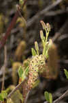 Green alder <BR>Mountain alder